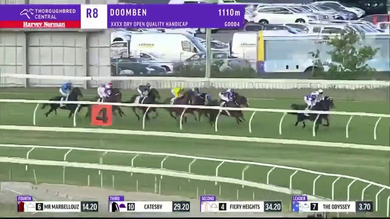 Alligator Blood | Doomben