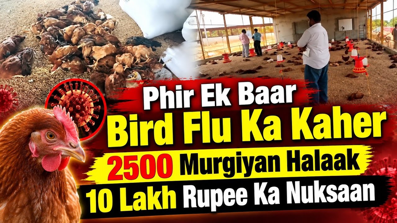 Phir Ek Baar Bird Flu Ka Kaher, 2500 Murgiyan Halaak, 10 Lakh Rupee Ka Nuksaan | AHN News