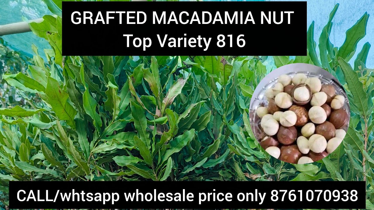 Grafted Macadamia Nut plant Nursery||Macadamia Top Variety 816 || Do contact for order +918761070939