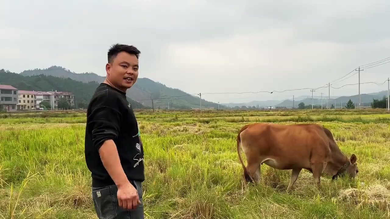 牛刚下来就开始去挑衅别人家的牛了，大部队下来那不费乱成一锅粥 #支持三农扶持三农发展 #新农人计划 #抖音乡村生活家 #身在乡村享受乡村 #返乡创业青年