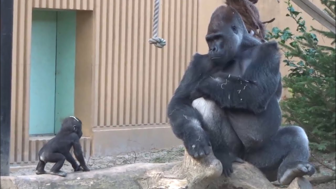 Gorilla⭐️ Детеныш гориллы, бьющий себя в грудь перед своим отцом, слишком мил. 【 Семья Момотаро】