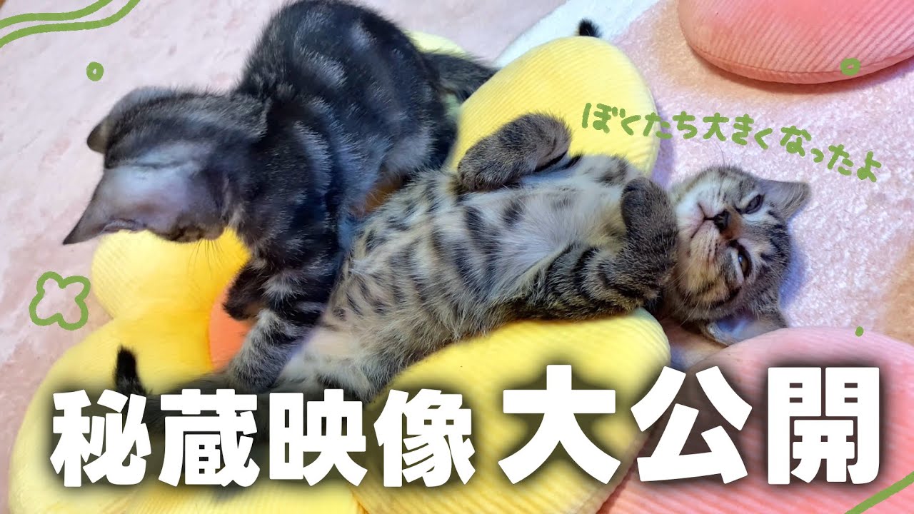 うちの子たちの子猫時代の映像がたくさん発掘されたので大公開😽🌼 懐かしさと愛おしさで堪らなくなりました🥺💘