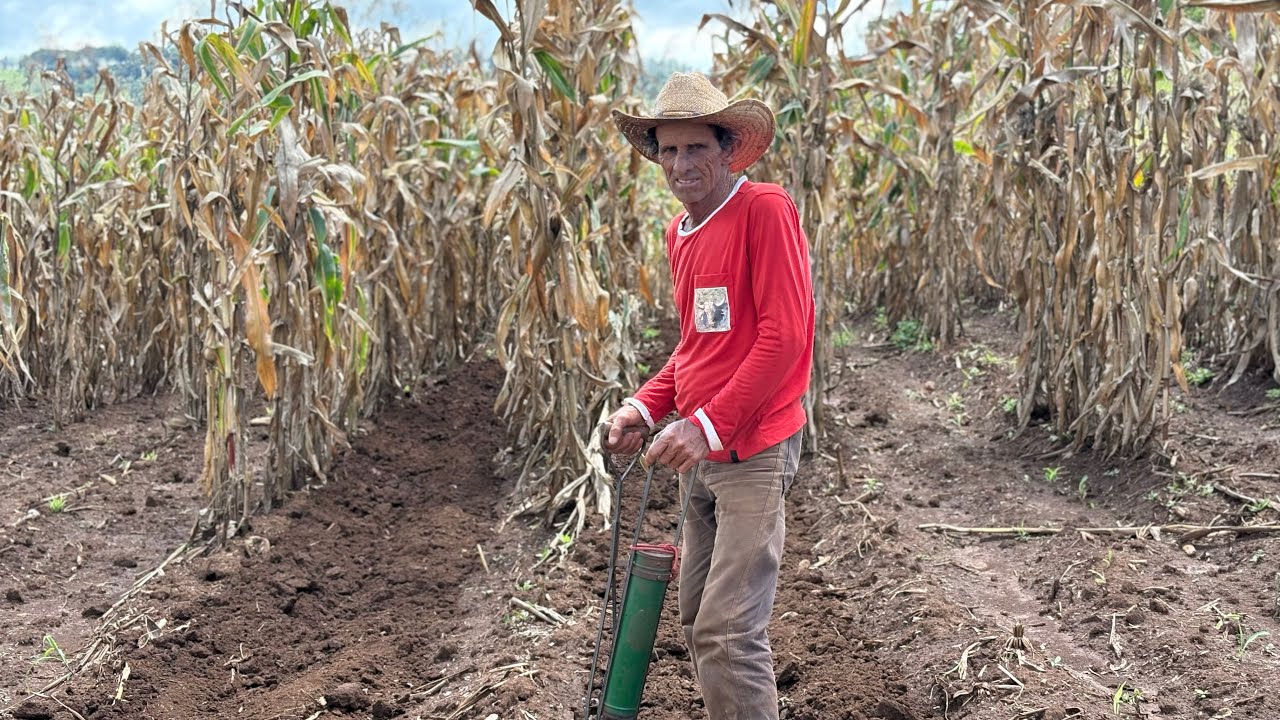 APROVEITEI O DOMINGO DE SOL PARA PLANTAR O FEIJÃO 