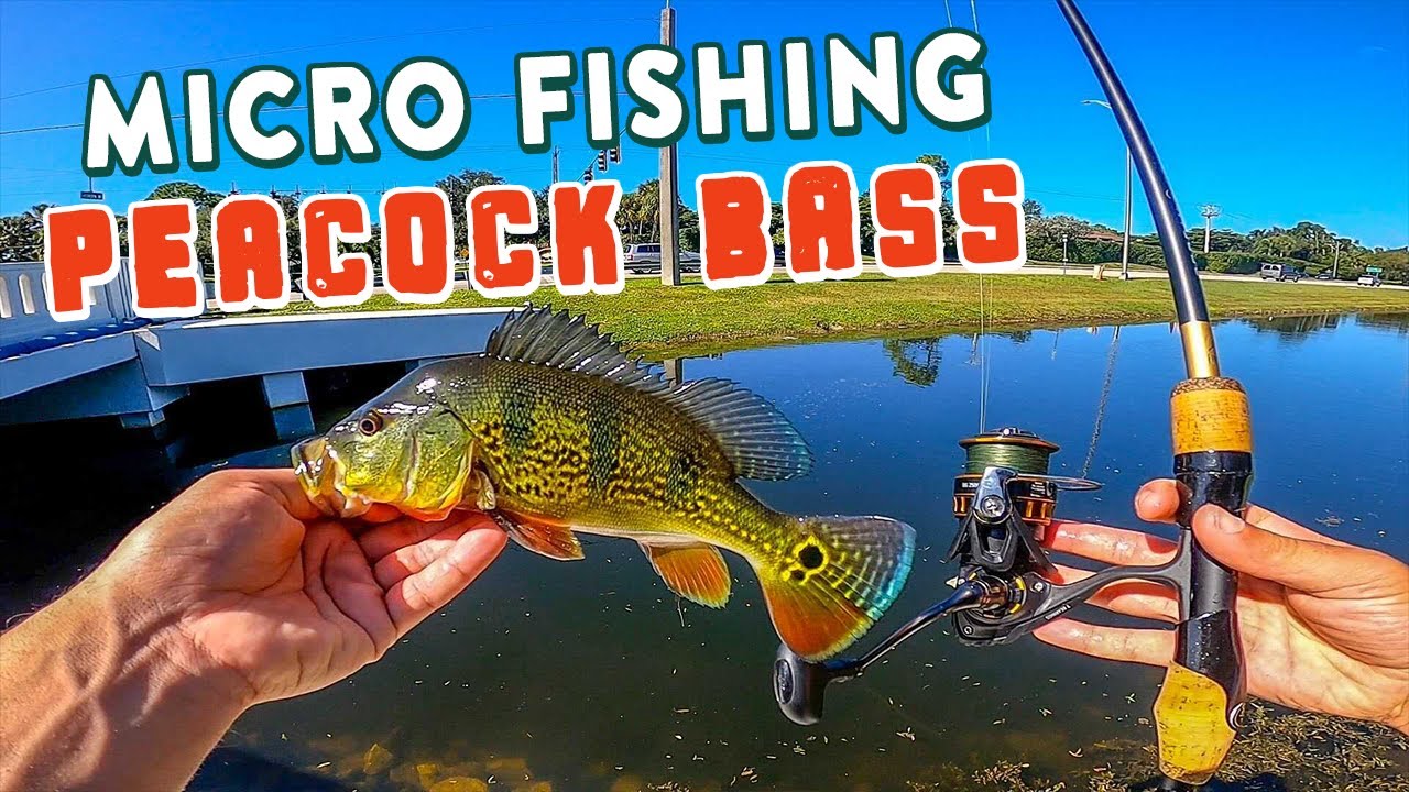 MICRO Fishing Florida Canals For Peacock Bass!?