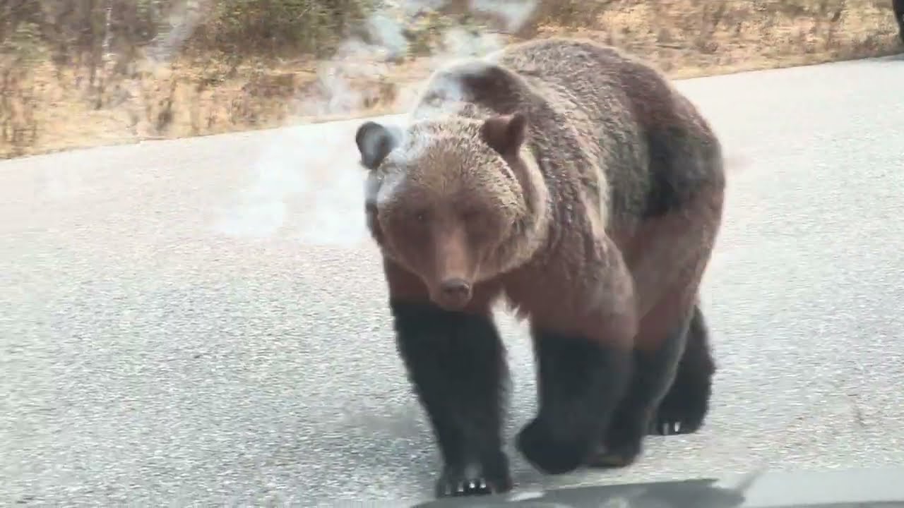 Grizzly Bear - Jasper National Park