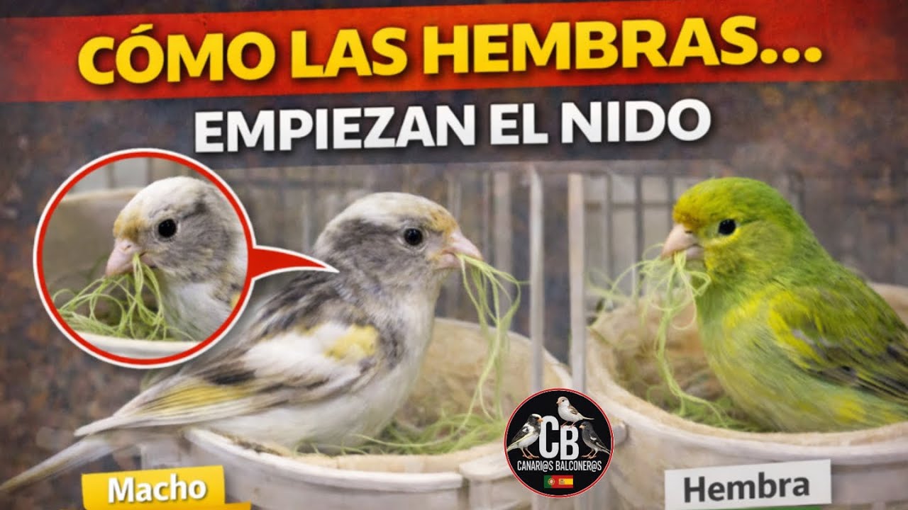 Prácticamente todas las CANARIAS empiezan el nido - TIMBRADOS - Balconeros - aviario - píos -vacas