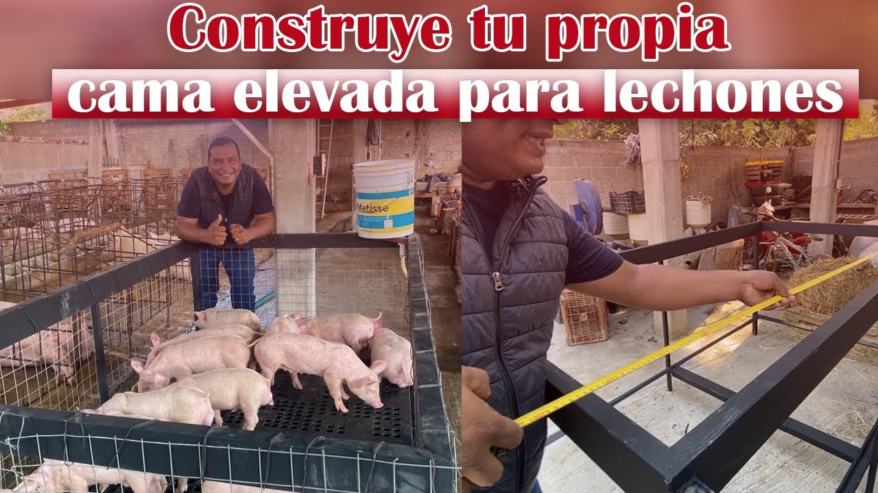 Construye una jaula elevada para lechones con material reciclado | Granja San Lucas