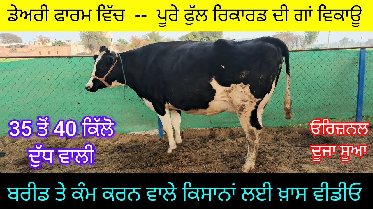 ਡੇਅਰੀ ਫਾਰਮ ਵਿੱਚ ਵੱਡੇ ਰਿਕਾਰਡ ਦੀ ਐੱਚ ਐੱਫ ਗਾਂ ਵਿਕਾਊ  75894-35596  top record hf cow sale in #dairyfarm