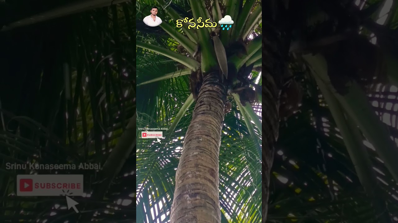 Konaseema 🌿🍀🌧️ #nature #rain #naturelovers #konaseema #shorts #viral #ytshorts #travel #youtuber