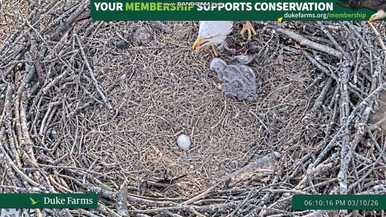 🦅Bieliki  Duke Farms w Hillsborough, NJ -  karmienie malucha i dostawa 2026 03 10