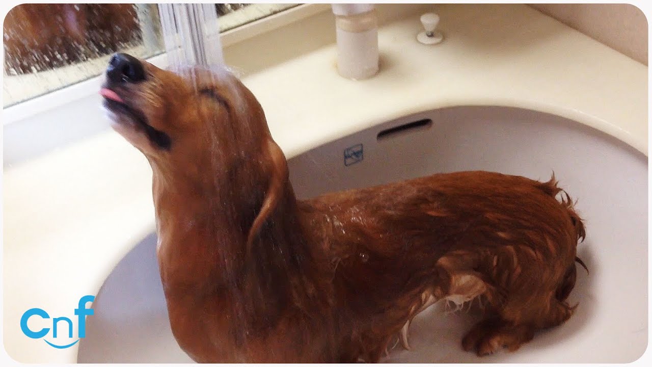 Puppy Loves His Showers | Shampoo Dog