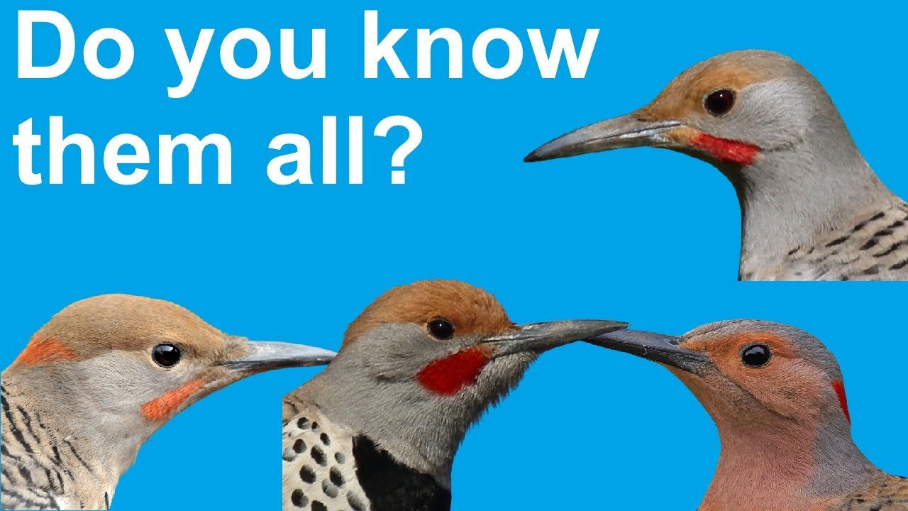 Как распознать каждое мерцание — даже у хитрых гибридов