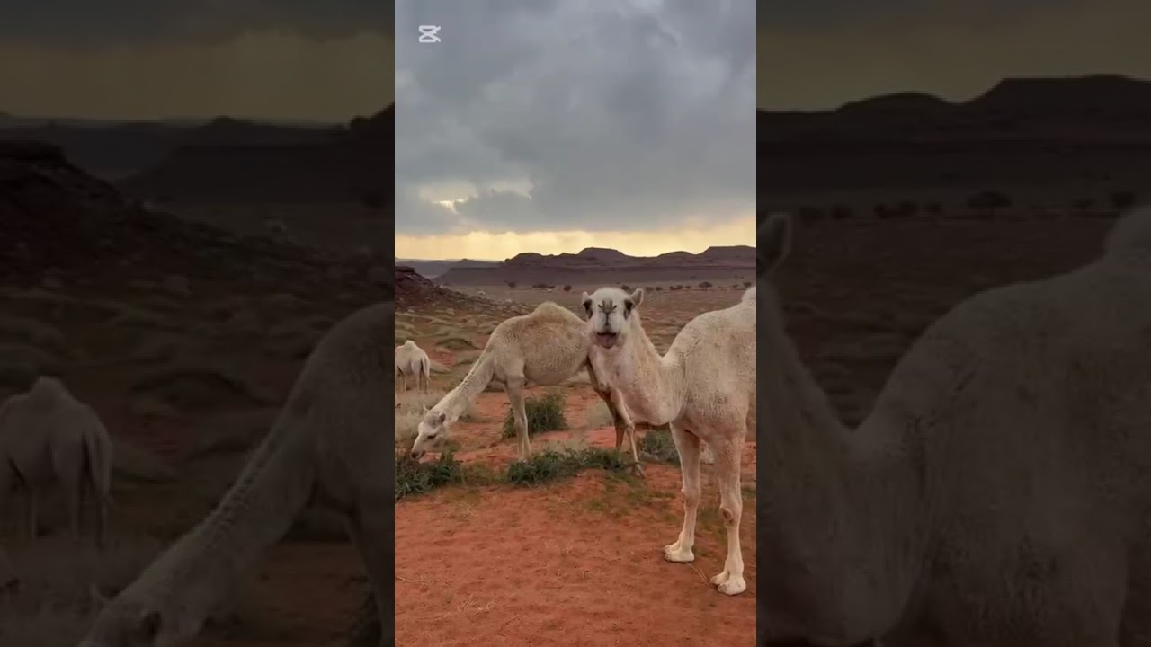 رديه بين الشاعر/ علي بن شحاذه الضوي العنزي والشاعر / مانع حسن الخريصي الشمري