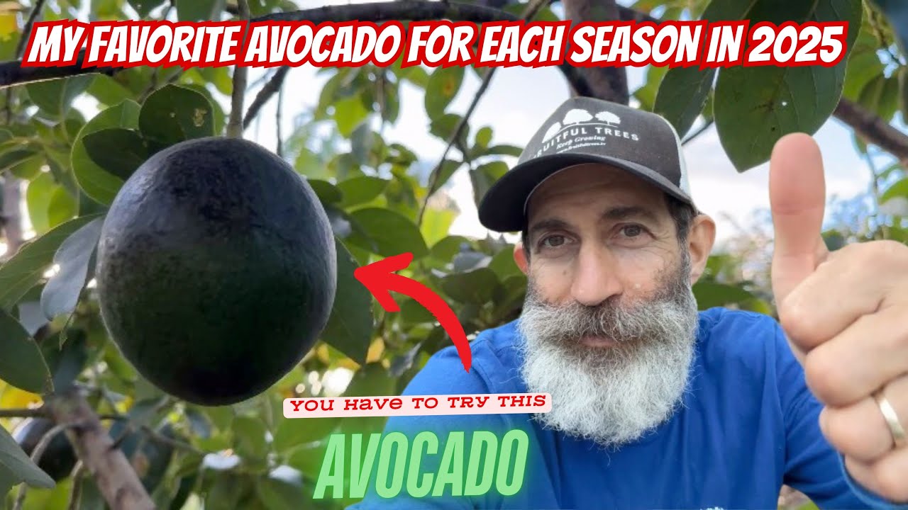 Avocados You Should Try In 2025