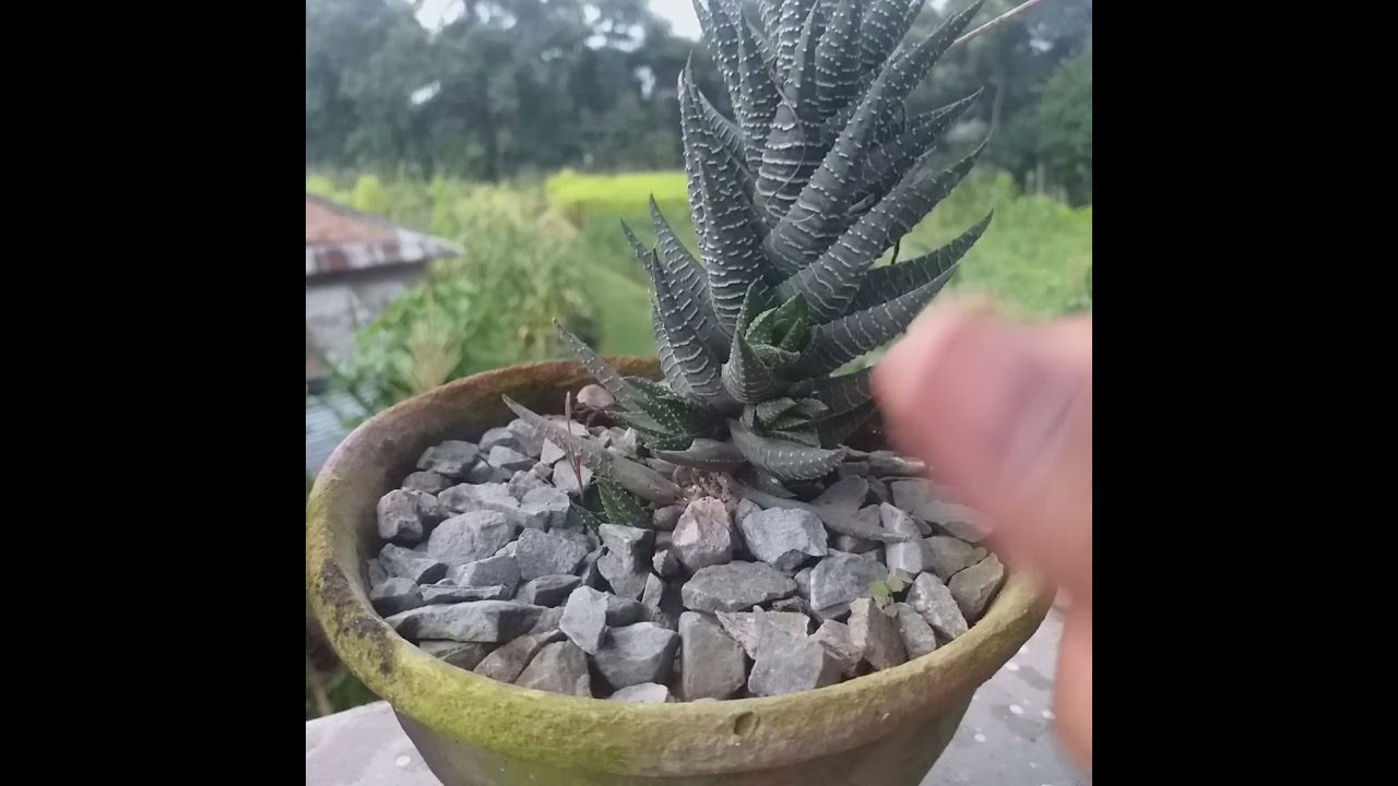 Howarthia quick propogation from babies