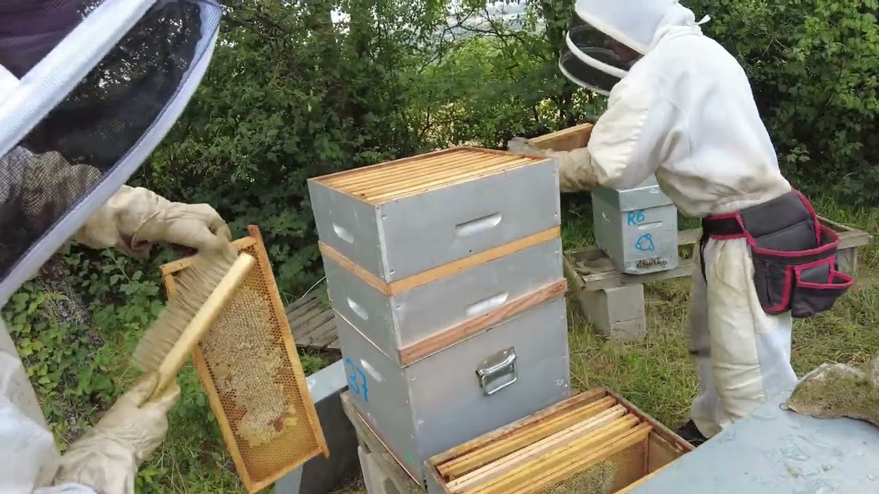 Récolte du miel avec un chasse abeille