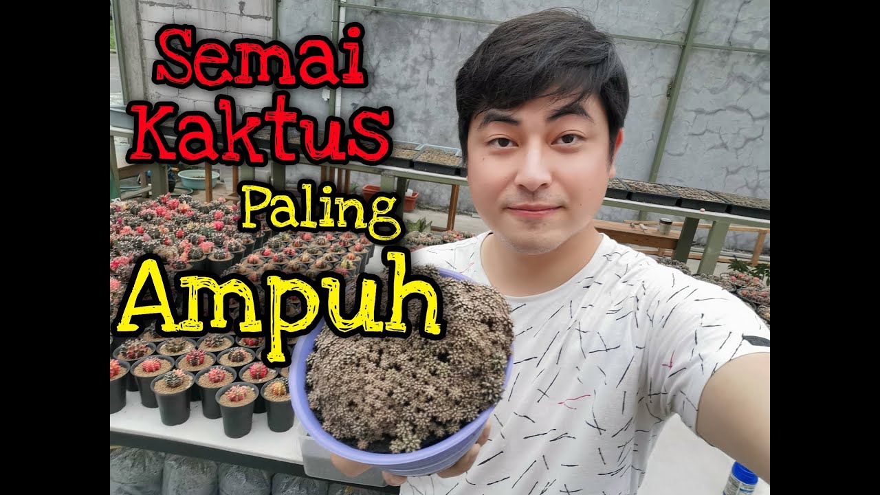 Semai Kaktus Paling Ampuh