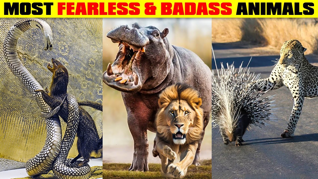 துளிகூட பயமில்லாத கொடூரமான விலங்குகள் | Most Badass & Fearless Animals in the World | Savage Empire