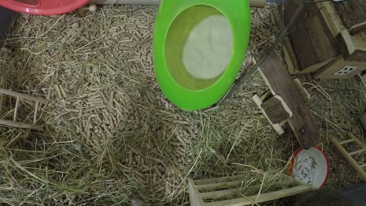 Снимаю белку, камера GoPro (1440р60)