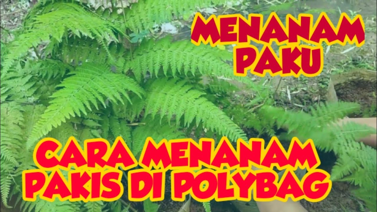 Cara Menanam Pakis Sayur Dalam Pot - Perbedaan Pakis Bisa Konsumsi dan Yang Tidak Bisa Konsumsi