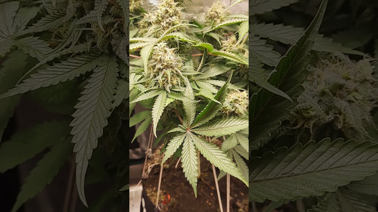Tangerine Dream - grow visit