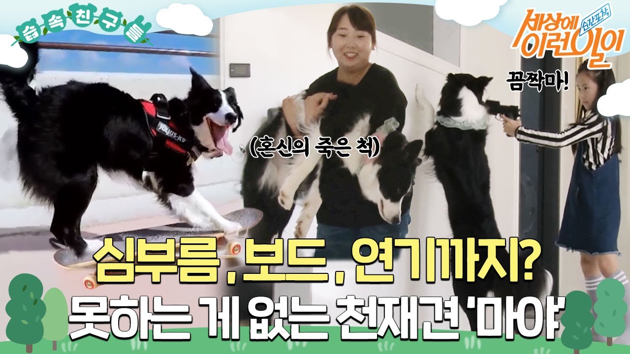 [#습속친구들] 🛹🎥심부름, 보드타기, 연기까지? 못하는 게 없는 천재견 ‘마야’ 🐶  #순간포착세상에이런일이 #WhatonEarth #SBSstory