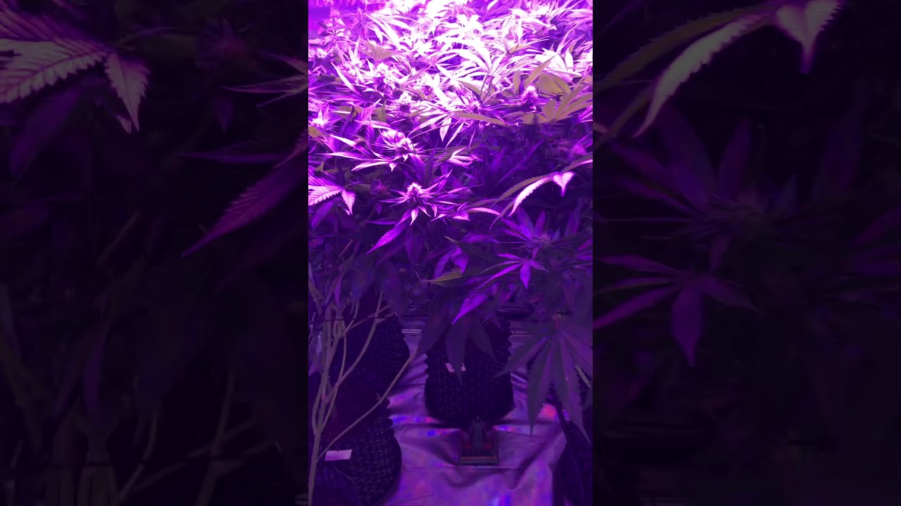 Sistema de rega para cultivo indoor de cannabis