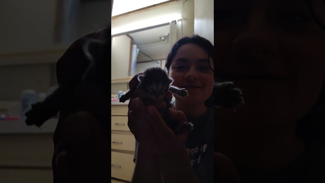 Aspen finally had her kittens 😮🥹😁