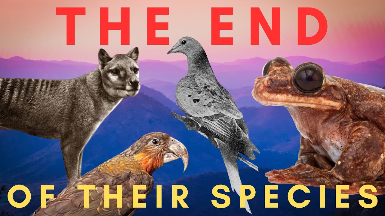 The Very Last of Their Kind - ENDLINGS (Compilation)