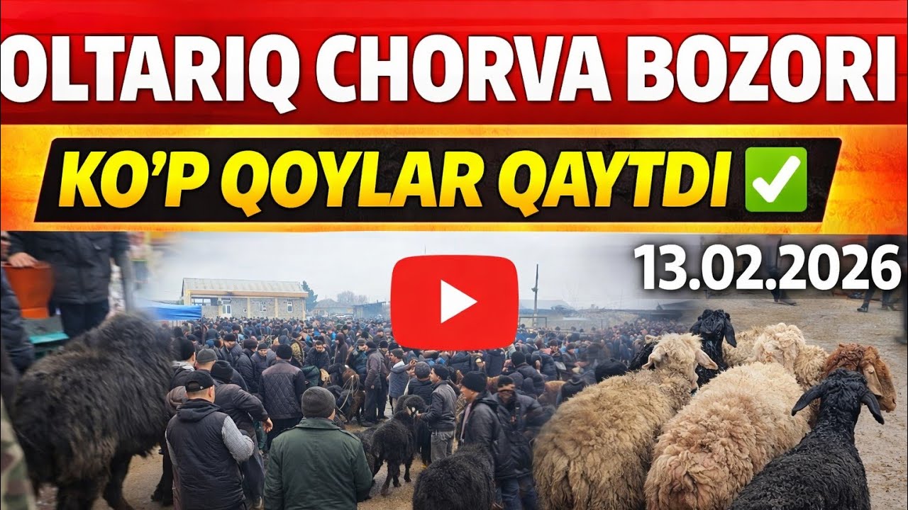 OLTARIQ CHORVA BOZORI QOʻY NARXLARI 13.02.2026✅️✅️✅️