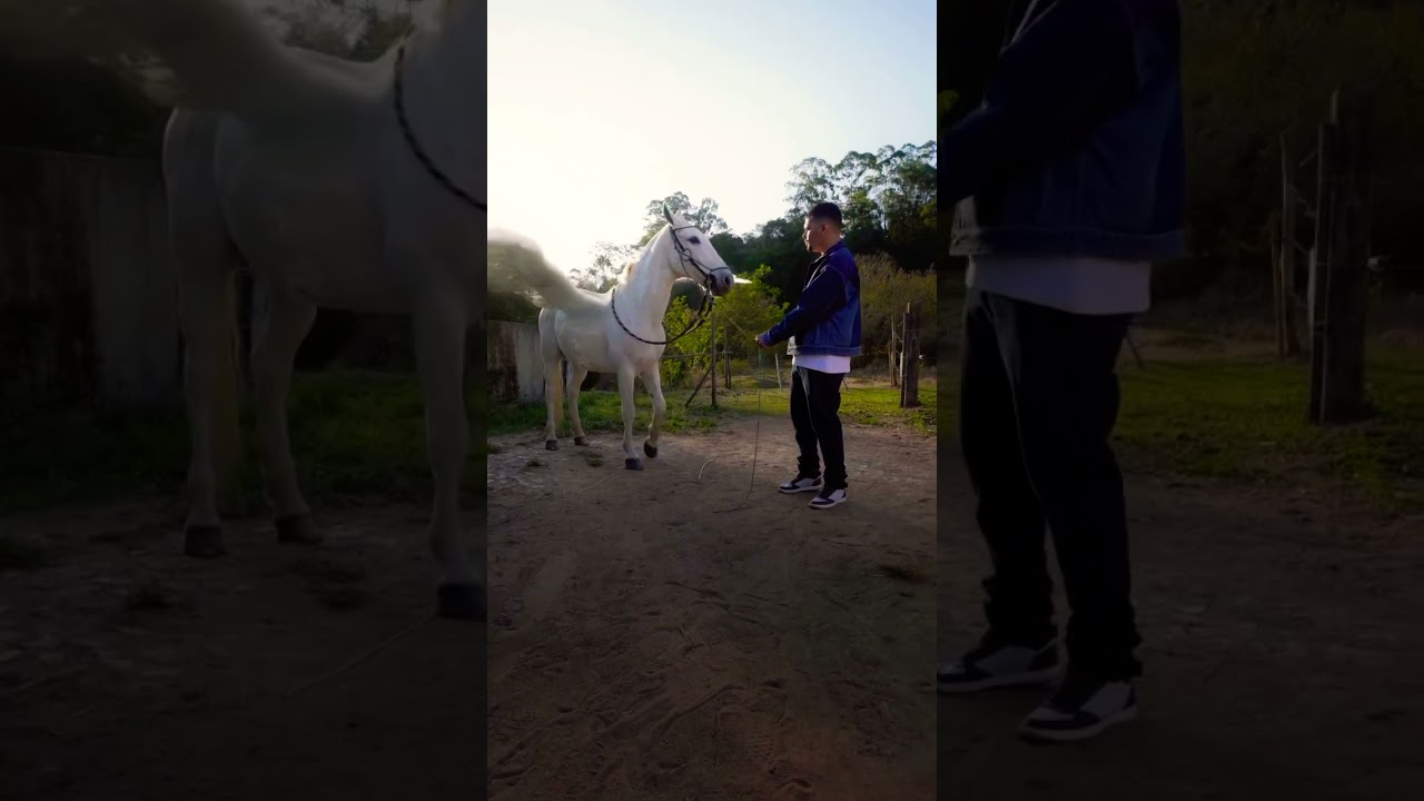 Flying horse #unicorn #horse #shorts #fly #beautiful