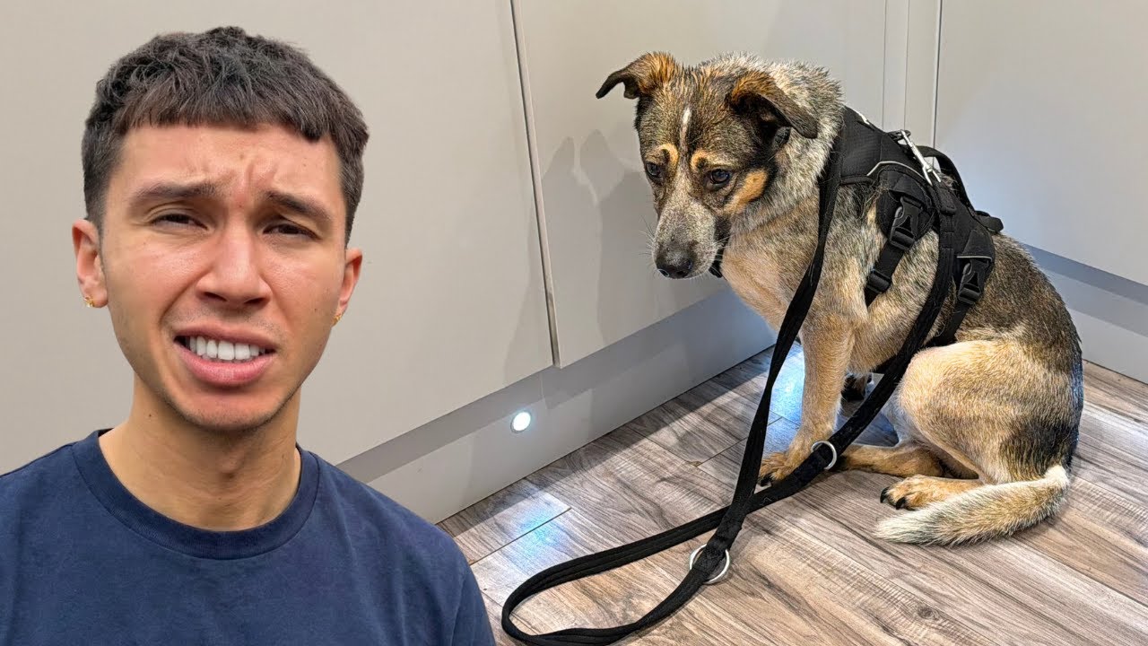 We Rescued this Shut Down Dog… Something Finally Changed