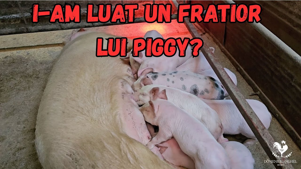 AM LUAT VACA PITICA?