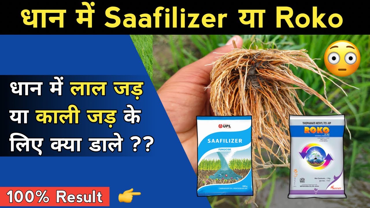 धान में लाल जड़ या काली जड़ के लिए रामबाण उपाय | Black & Brown Short Roots Problem In Paddy Crop
