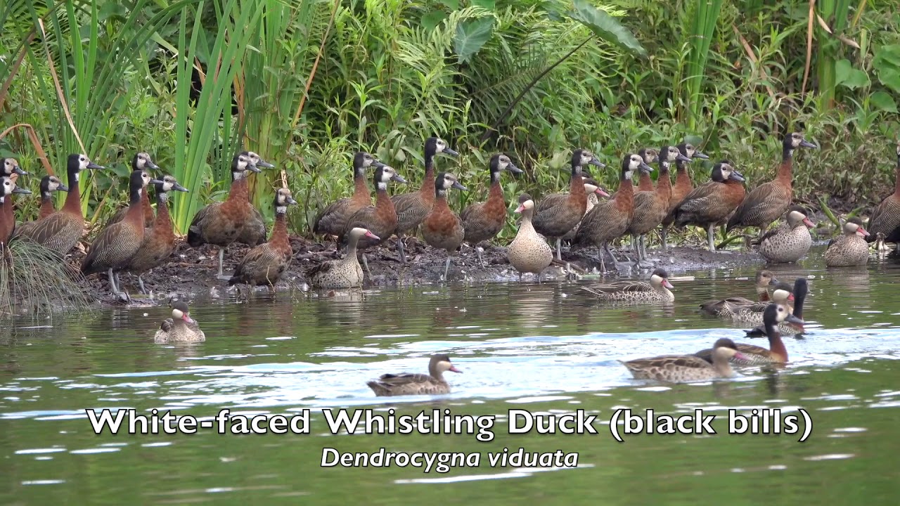 Birding Parc de Tsarsaotra,  Antananarivo, Madagascar - 2018