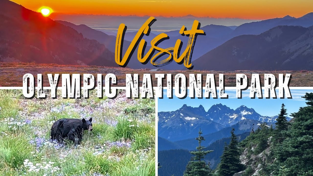 Hike Olympic National Park ~ Episode 1: Hurricane Ridge #hiking #adventure #mountains  #nature 