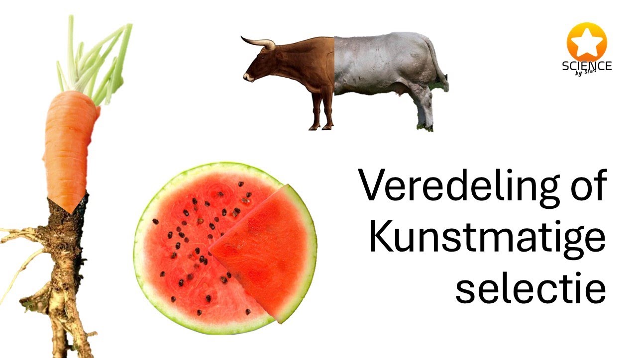 Veredeling of kunstmatige selectie [ Evolutie ] [ Genetica ]