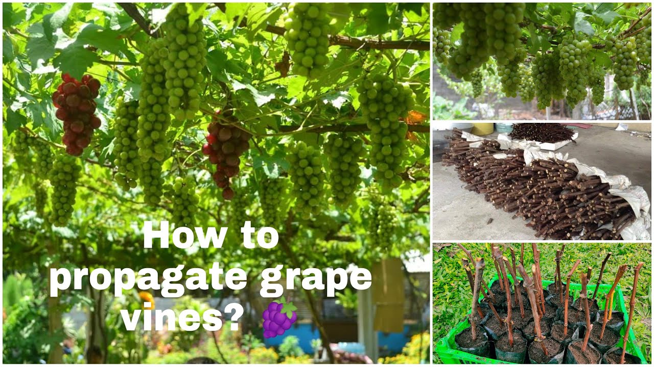 How to propagate Grape Cuttings?🍇