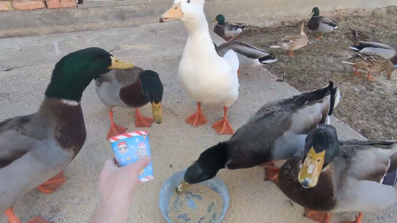 Why we Feed Ducks Duck Food 2_7_2026