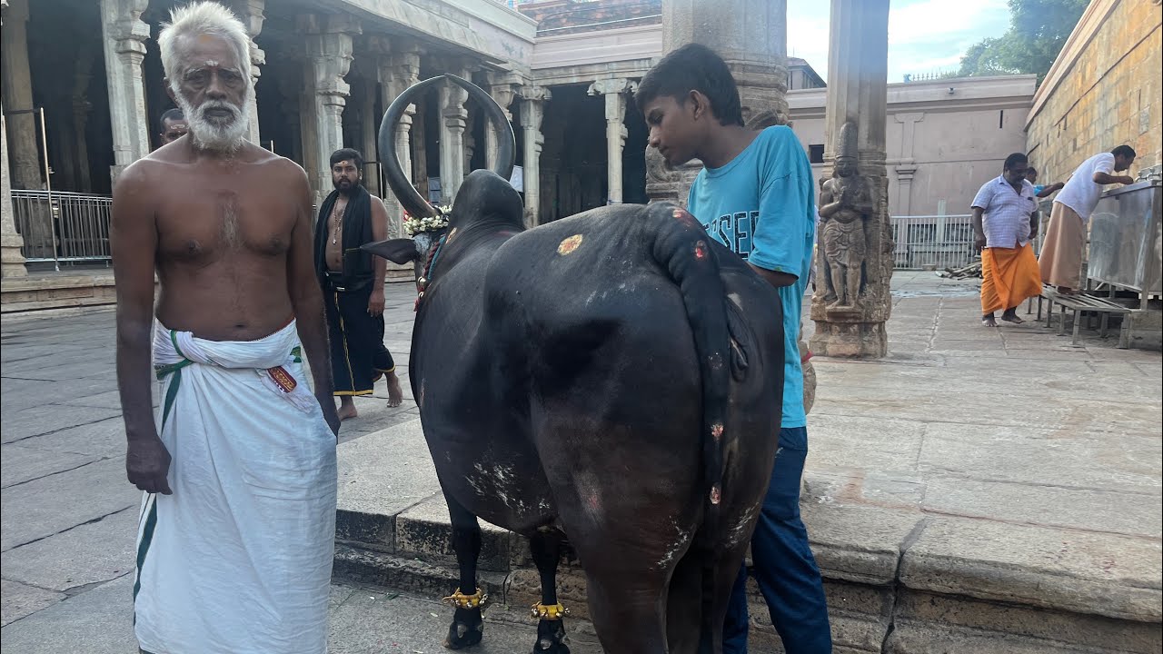 Viswaroopa Darshanam | Srirangam Ranganathar | Trichy Srirangam