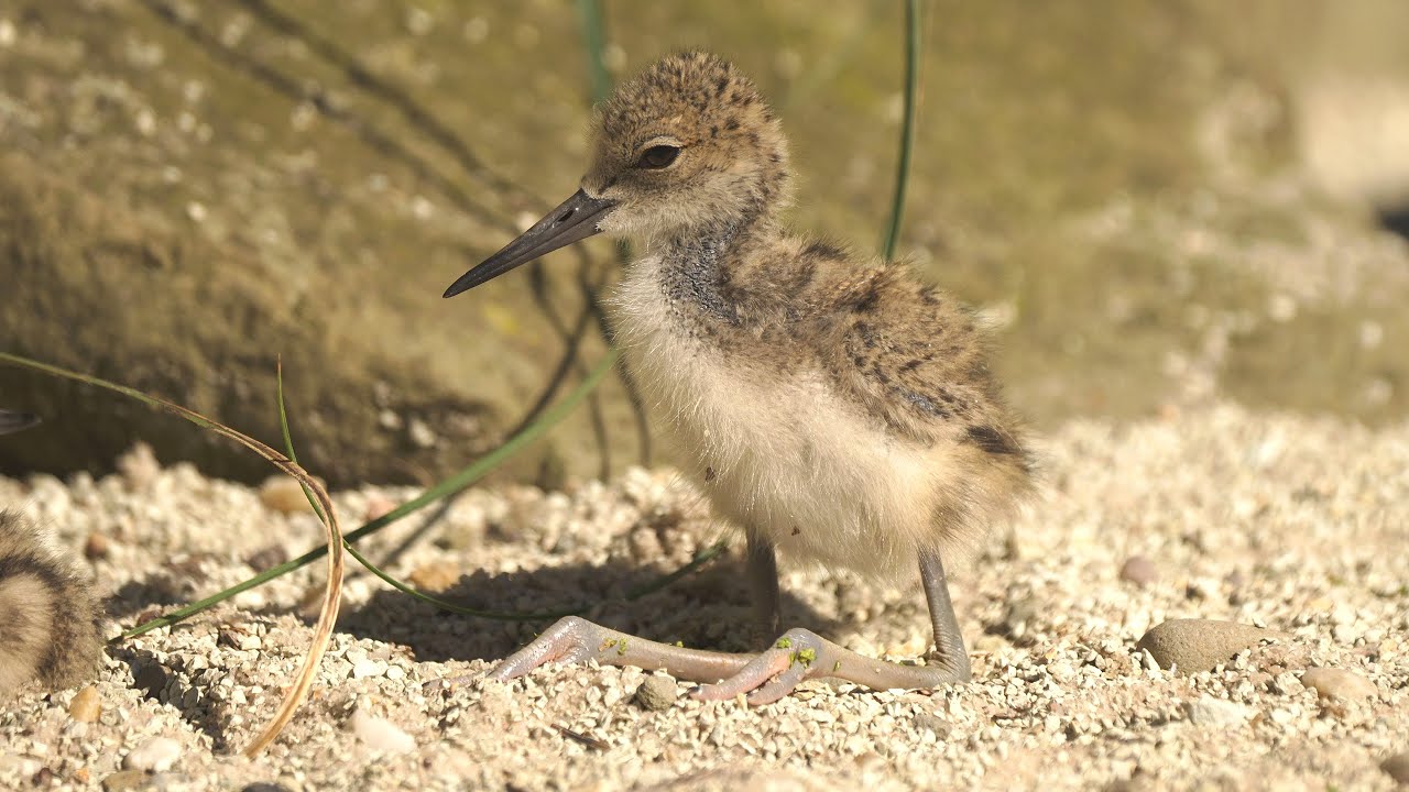 Bahňáci v Zoo Ostrava odchovávají mláďata – pisila americká