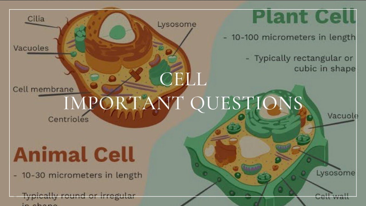 CELL THEORY | 20 Important Questions On Cell Theory |MCQ