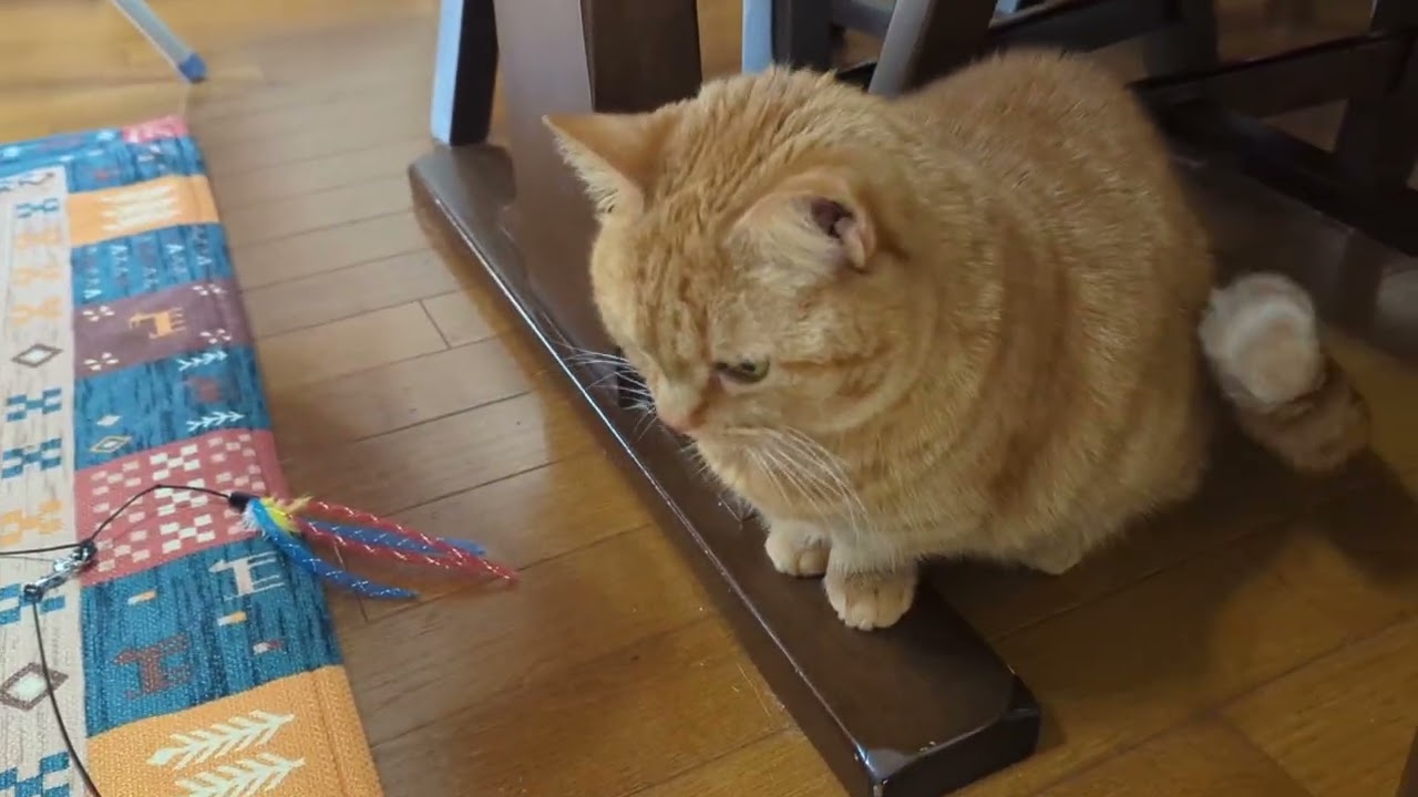 前から欲しかったガチャガチャを手に入れました#マンチカン #cat 