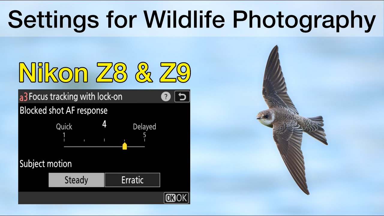 How I set up the Nikon Z8 and Z9 for Bird and Wildlife Photography - Important Settings