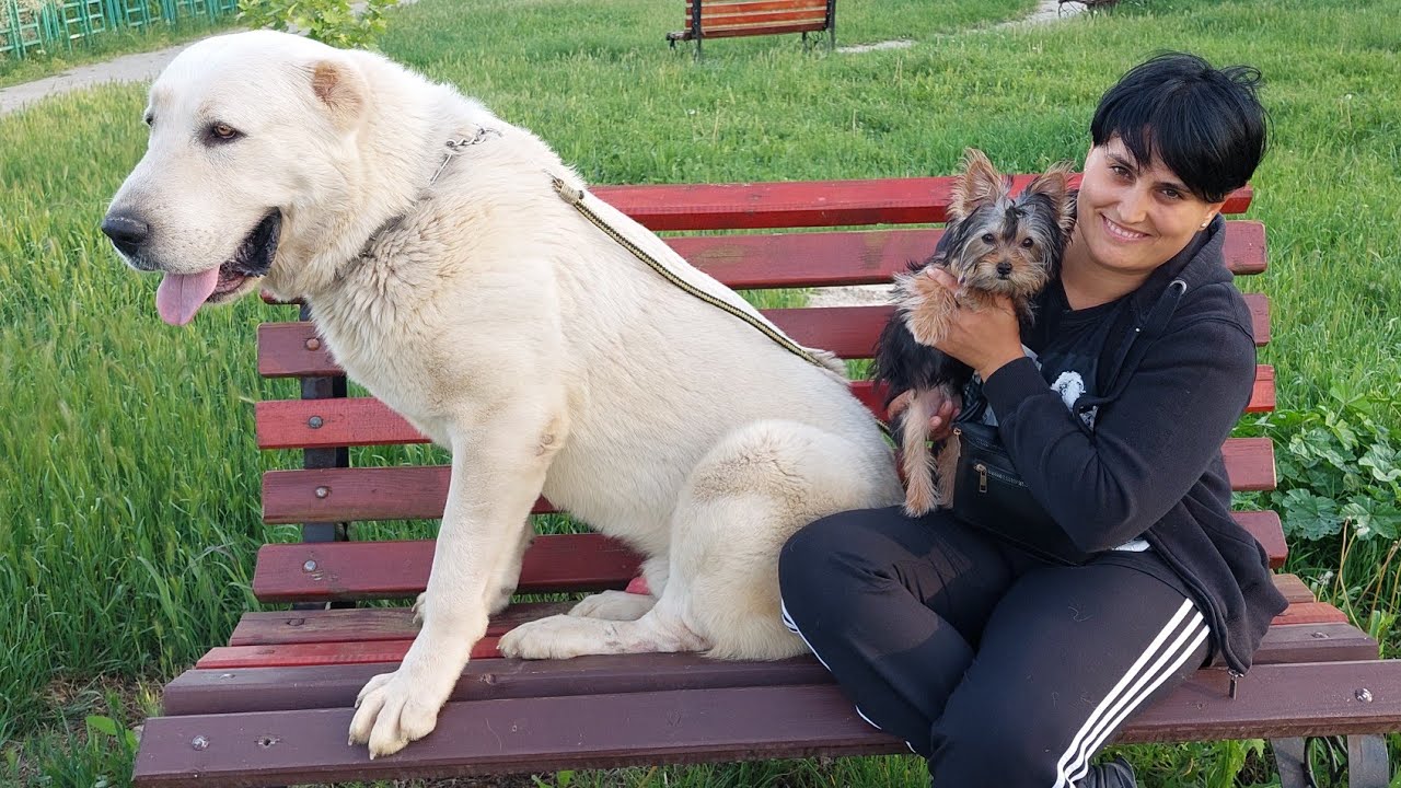 #TITHAN MASCUL CIOBANESC DE ASIA CENTRALA & #THEA FEMELA DE YORKSHIRE TERRIER LA PLIMBARE DE SEARA
