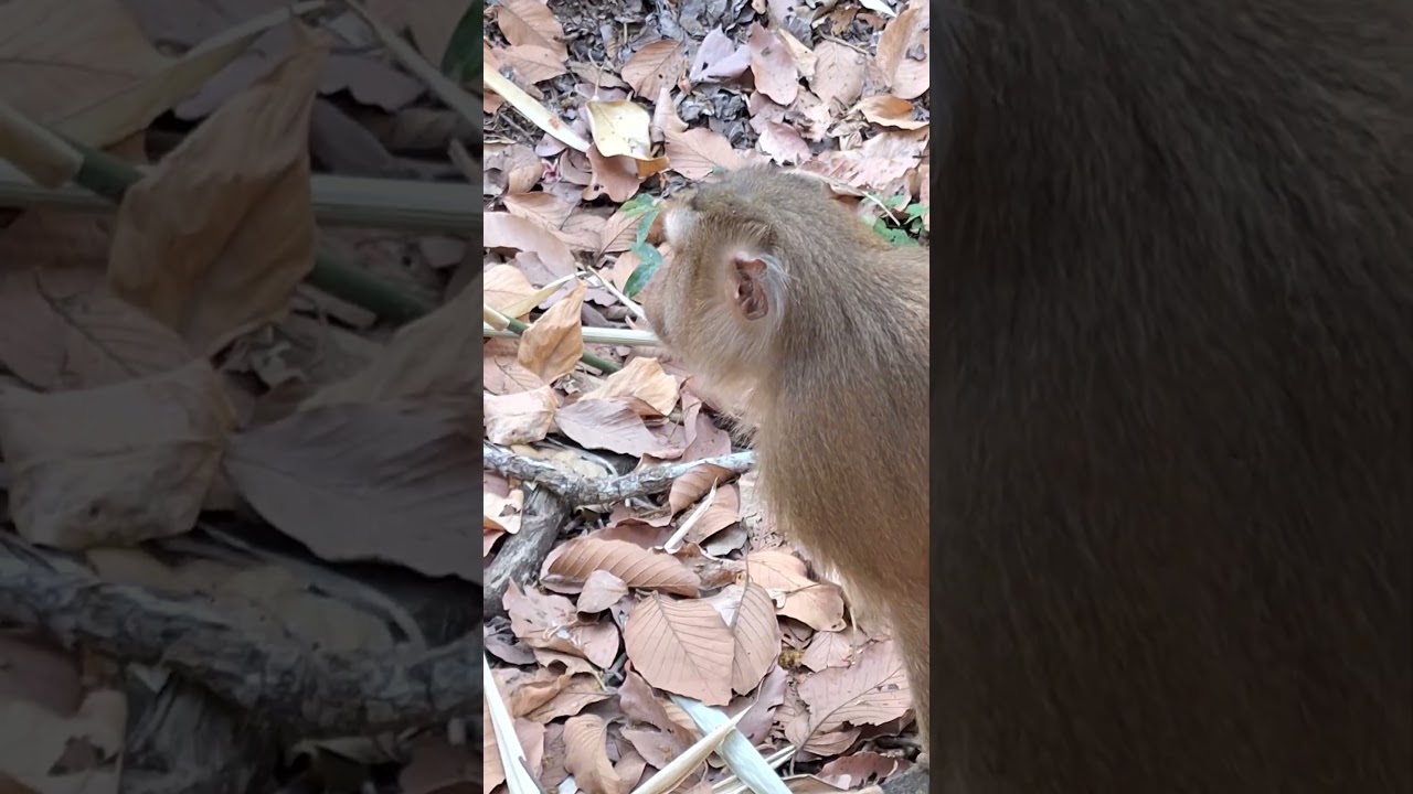 Angkor Monkey Family, 