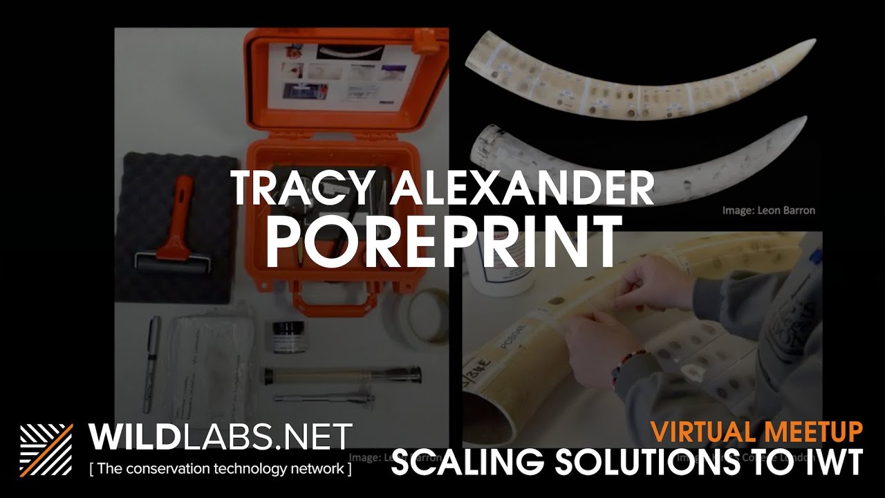 Tracy Alexander: Poreprint