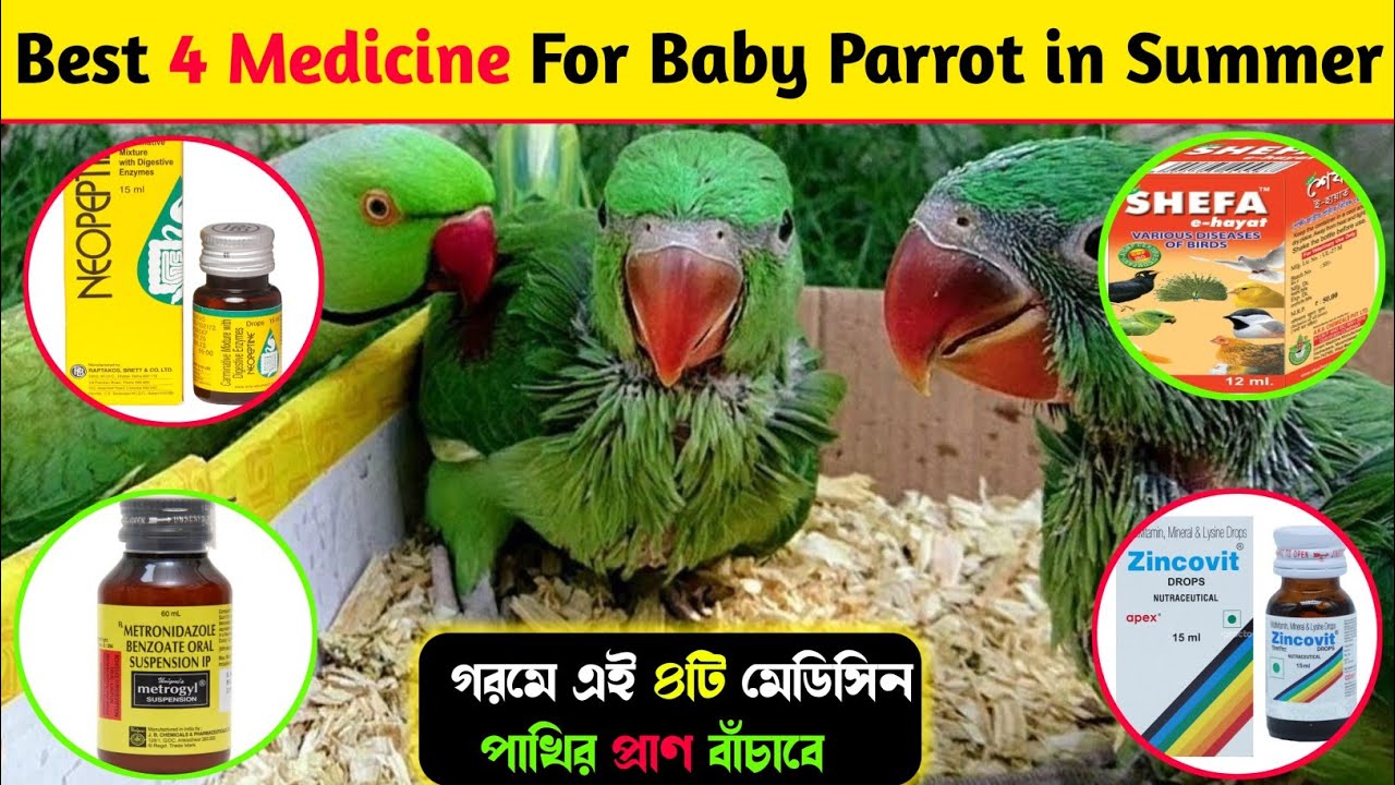 গ্রীষ্মকালে টিয়া পাখির জন্য ৪টি গুরুত্বপূর্ণ মেডিসিন || Best 4 Medicine For Baby Parrot in Summer