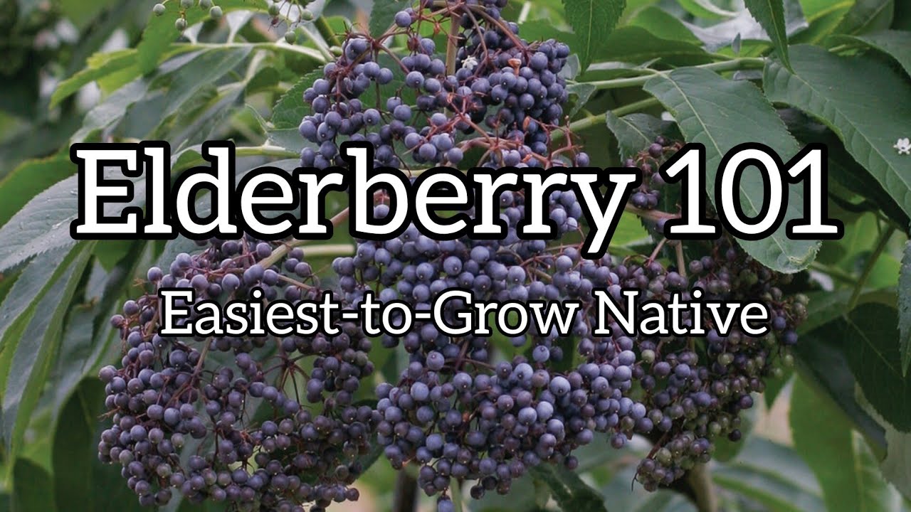 How to Grow Elderberry