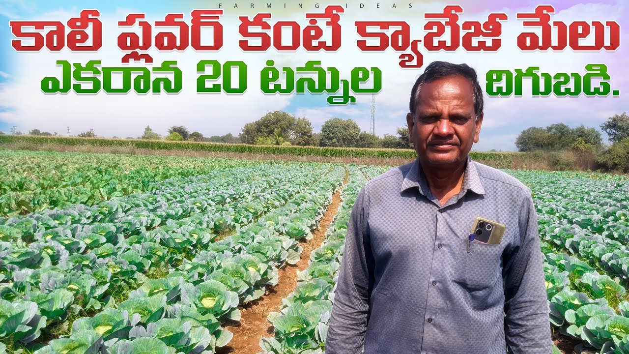 Callyflower Cultivation In Telugu | Cabage Crop | కాలిఫ్లవర్ సాగు.